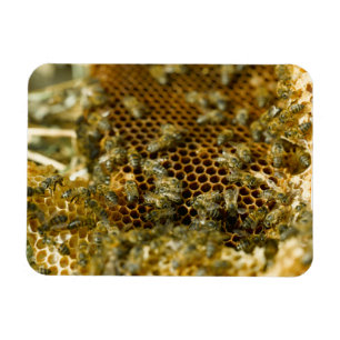 Imán Abejas En Hive, Cabo Occidental, Sudáfrica