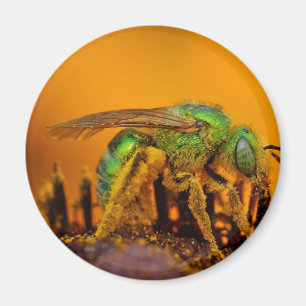 Imán Abejas iridiscentes del sudor del verde