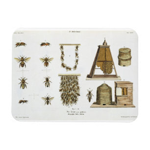 Imán Abejas y apicultura, de "The Young Landsman", p.