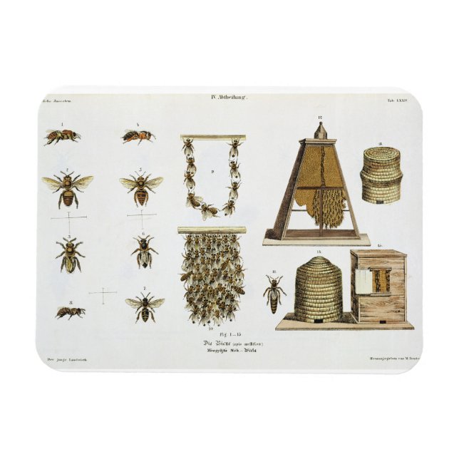 Imán Abejas y apicultura, de "The Young Landsman", p. (Horizontal)