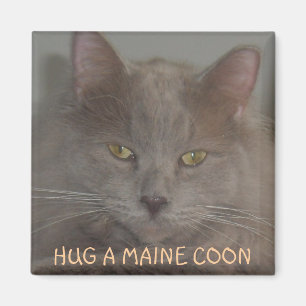 IMÁN ABRACE UN COON DE MAINE