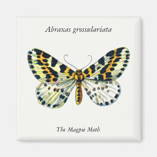 Imán Abraxas grossulariata, la imagen de color de la po
