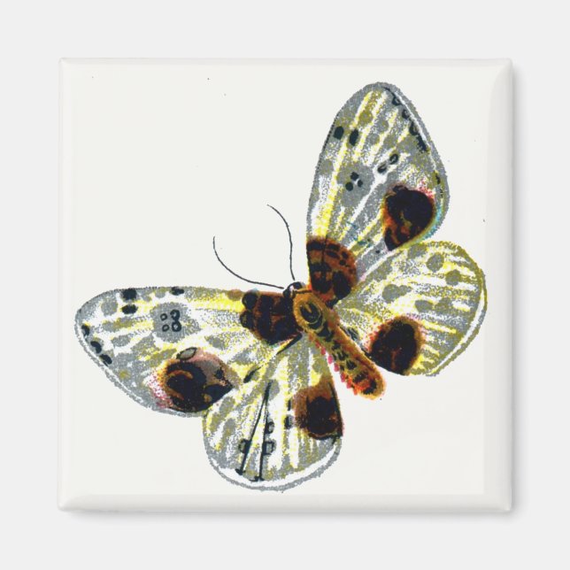 Imán Abraxas sylvata - La polilla magpie nublada (Frente)