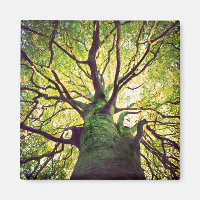 Imán Abrazo de árbol (Frente)
