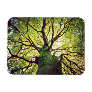 Imán Abrazo del árbol