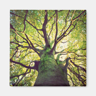 Imán Abrazo del árbol