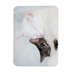 Imán Abrazo del gatito