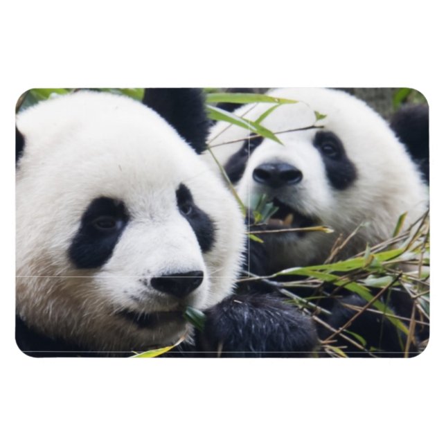 Imán Abrazos de Panda (Horizontal)