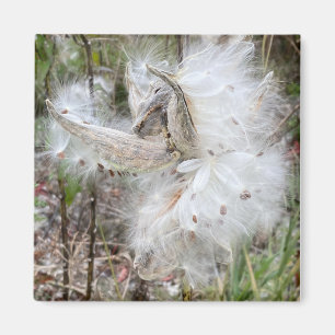 Imán Abrir Pods Milkweed   Semillas con seda  