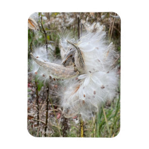 Imán Abrir Pods Milkweed Semillas con seda Flexibil