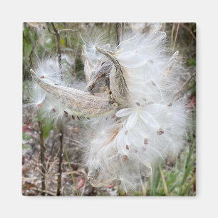 Imán Abrir Pods Milkweed Semillas con seda Oficina