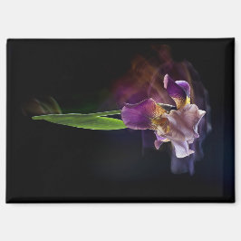 Imán Abstract Iris Flower – Elegant Floral Art