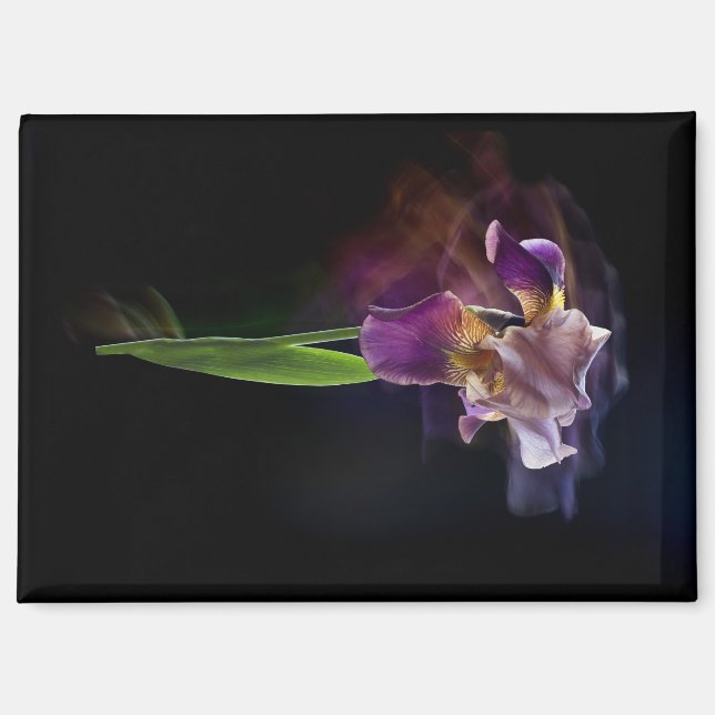 Imán Abstract Iris Flower – Elegant Floral Art (Anverso)