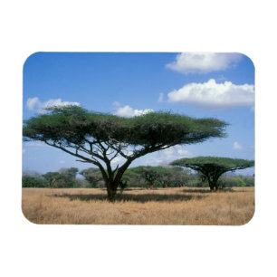 Imán Acacia de Espinas Umbrela (Acacia tortilis), Mkuze