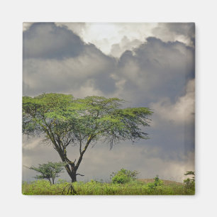 Imán Acacia tortilis, Acacia tortilis, y 2