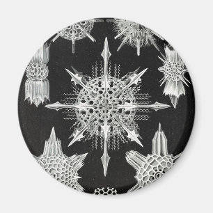 Imán Acanthophracta, animal acuático de Wunderstrahling