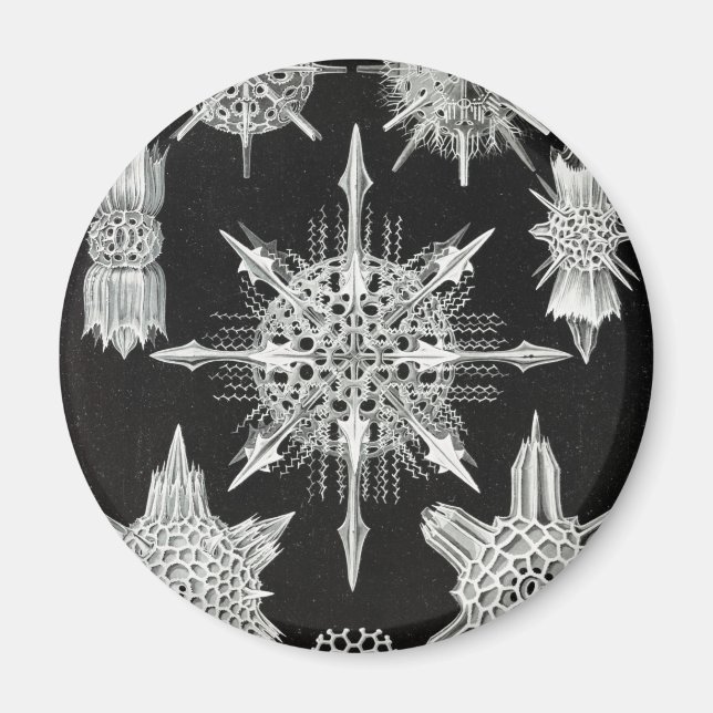 Imán Acanthophracta, animal acuático de Wunderstrahling (Frente)