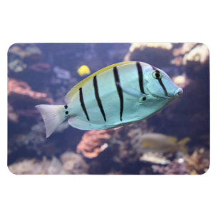 Imán Acanthurus triostegus