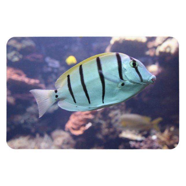 Imán Acanthurus triostegus (Horizontal)