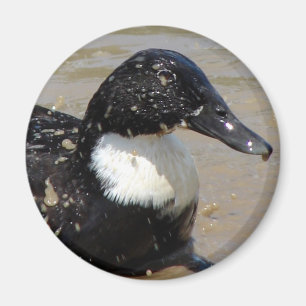 Imán Acelerar el pato