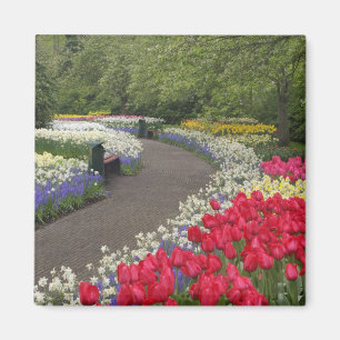 Imán Acera a través de tulipanes, narcisos, y