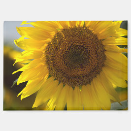 Imán - Acercamiento de hermoso girasol amarillo