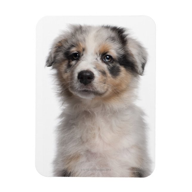 Imán Acercamiento de la cachorra de Blue Merle Australi (Vertical)