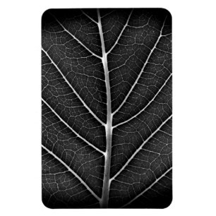 Imán Acercamiento de la hoja brillante en blanco y negr