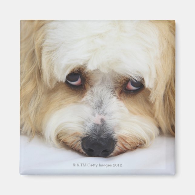 Imán acercamiento humorístico del perro de bichon frise (Frente)