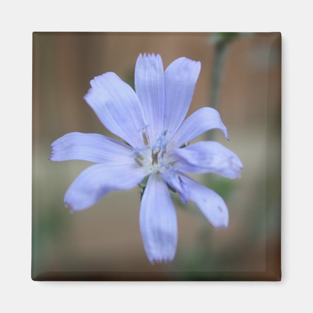 Imán achicoria (Cichorium intybus) (Frente)