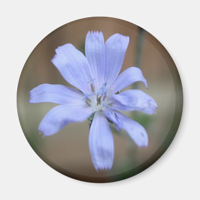 Imán achicoria (Cichorium intybus) (Frente)