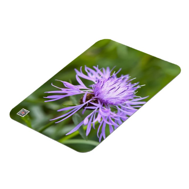 Imán Acmella púrpura (Lado Izquierdo)