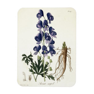 Imán Aconitum Napellus de "Phytographie Medicale" cerca