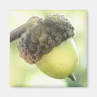 Imán Acorn