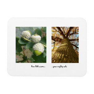 Imán Acorns to Oaks Magnet
