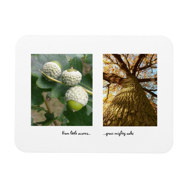 Imán Acorns to Oaks Magnet (Horizontal)