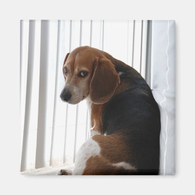 Imán actitud beagante (Frente)