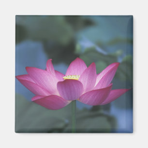 Imán Actitud de flor de loto rojo y hojas verdes,