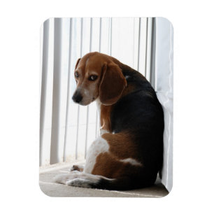 Imán actitud del beagle