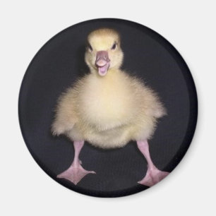 Imán Actitud del pato