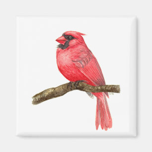 Imán acuarela de ave cardinal