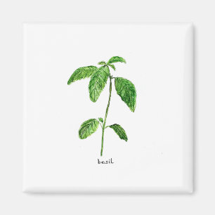 Imán Acuarela de jardín de hierbas verdes de Basil