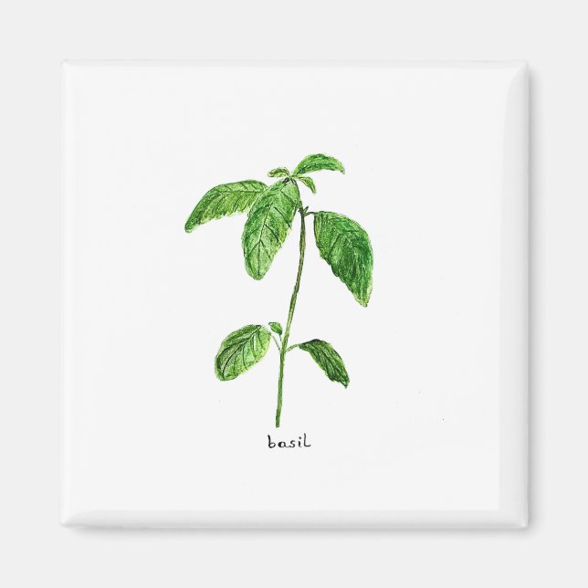 Imán Acuarela de jardín de hierbas verdes de Basil (Frente)