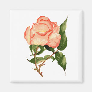 Imán acuarela de melocotón de rosa 2 pulgadas cuadrado