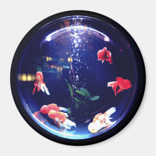imán acuario de pecera
