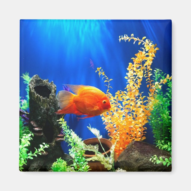 Imán Acuario de tanques de peces (Frente)