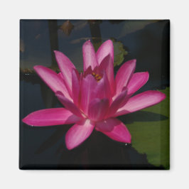 Imán acuático rosa brillante de Lotus