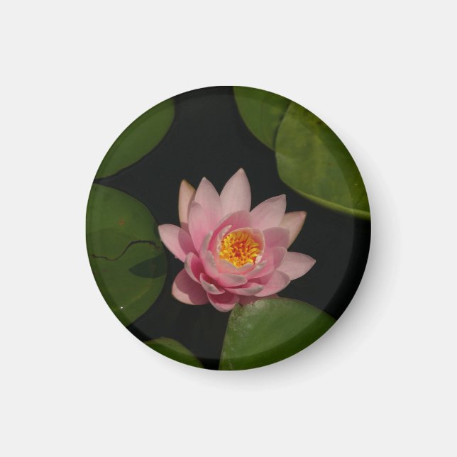 Imán acuático rosa de Lotus (Frente)