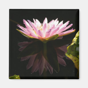 Imán acuático rosa de Lotus