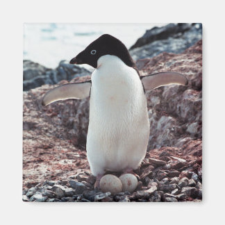 Imán Adelie Penguin Nest Magnet